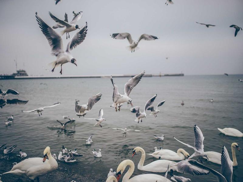 sudoku export puzzle screenshot 1